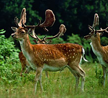 New Forest deer